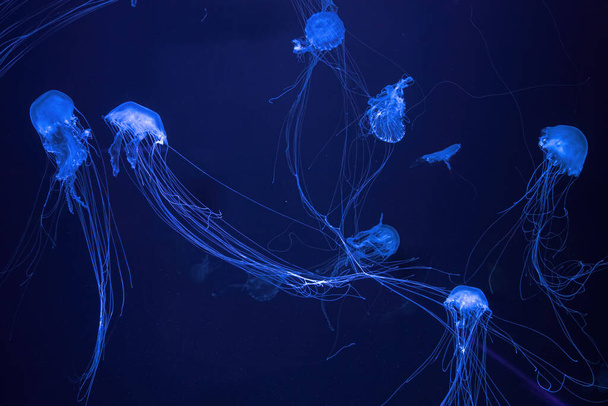Gruppo di meduse fluorescenti nuotare sott'acqua in piscina acquario con luce blu al neon. L'ortica del mare Atlantico chrysaora quinquecirrha in acqua blu, oceano. Teriologia, turismo, immersioni, vita sottomarina. - Foto, immagini
