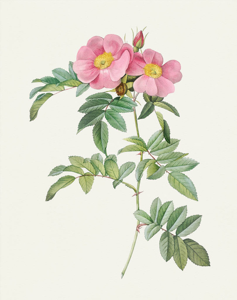 Beautiful Rose Flower illustration. Shining Rose - Foto, imagen