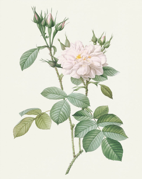 Beautiful Rose Flower illustration. White Autumn Damask Rose - Фото, изображение