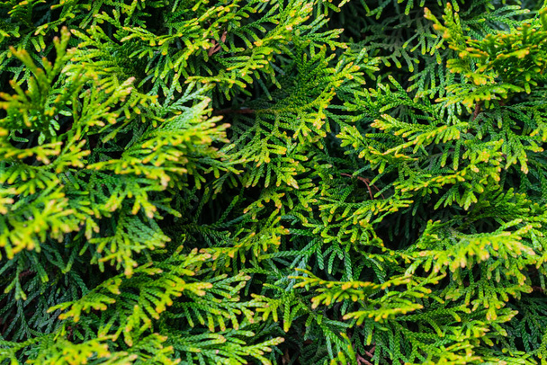 zielone gałązki szmaragdu thuja o widocznej fakturze - Zdjęcie, obraz