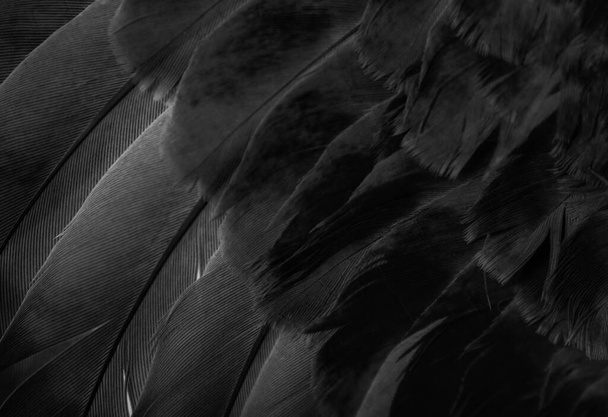 black feather pigeon macro photo. texture or background - Foto, afbeelding