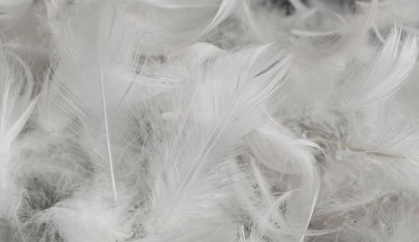 nice white duck feathers. background or texture - Photo, image