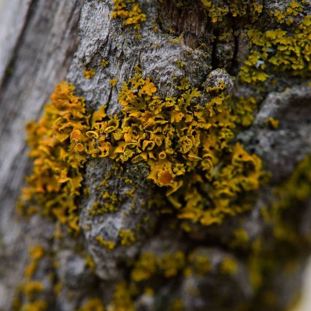 Lichens anexados a um galho de árvore, Província de La Pampa, Patagônia, Argentina. - Foto, Imagem