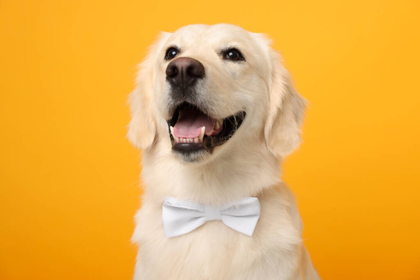 Cute Labrador Retriever dog with bow tie on yellow background - Photo, Image