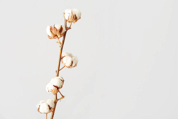 Beautiful cotton sprig on white background - Foto, Imagen