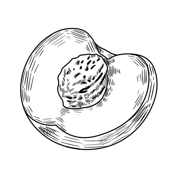 Gezeichnet Pfirsich Hälfte auf weißem Hintergrund - Vektor, Bild