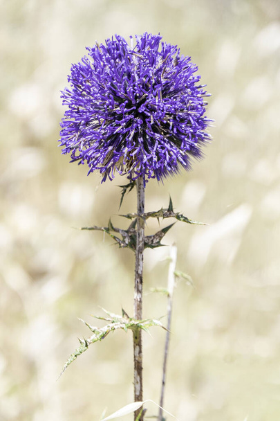 Фіолетова квітка ехінопів банатик блакитного глобуса будяк член сімейства соняшників. Вибірковий фокус. Розмитий фон
 - Фото, зображення