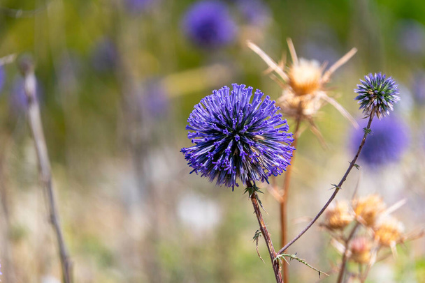 Violet Flower of echinops bannaticus blue globe thistle a member of the sunflower family. Selective focus. Blurred background - Photo, Image