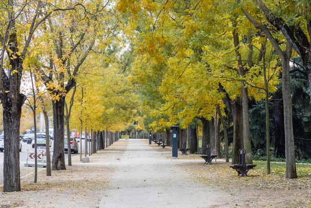 Madrid West Park with trees tinted by autumn colors - Foto, Imagem