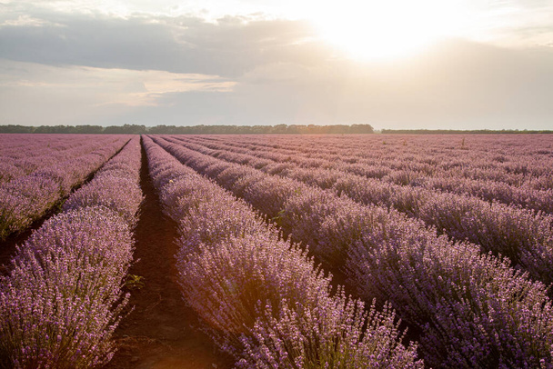 Beautiful view with a beautiful lavender field on sunset. - Photo, Image