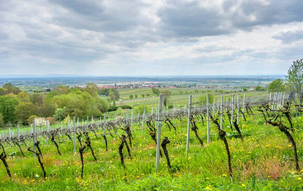 Krajina kolem Sankt Martin, obce v jižní části vinařské stezky v Porýní-Falcku v Německu - Fotografie, Obrázek