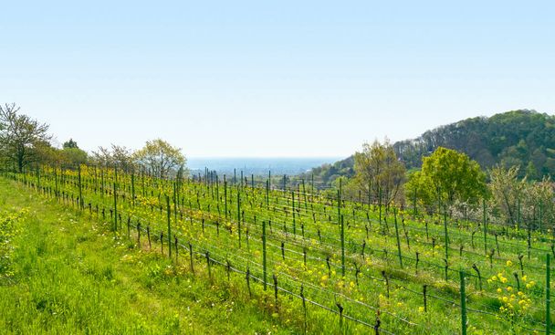 Пейзаж вокруг Санкт-Мартин, муниципалитет в районе Southern Wine Route в Райнланд-Пфальц в Германии - Фото, изображение