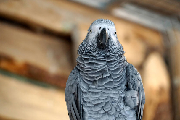 Afrykańska papuga szara - widok z przodu - Zdjęcie, obraz