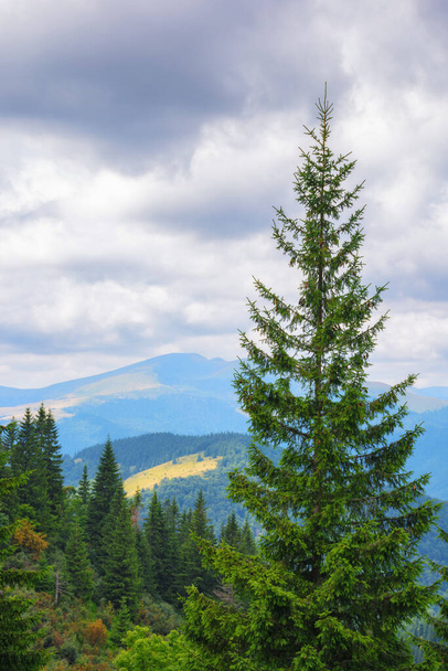 nature scenery with coniferous tree. summer landscape in mountains. adventure and recreation in carpathians, ukraine - Фото, изображение