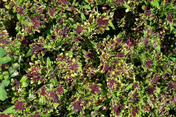 Colorful  Coral Coleus, commonly known as coleus, a species of flowering plant - Photo, Image