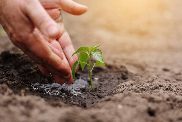 Agriculture. Senior farmer's hands with water are watering green sprout of peper. Young green seedling in soil. Water drops, new life of young sprout. Spring gardening. Sprouted seed in fertile soil. - Foto, Imagem