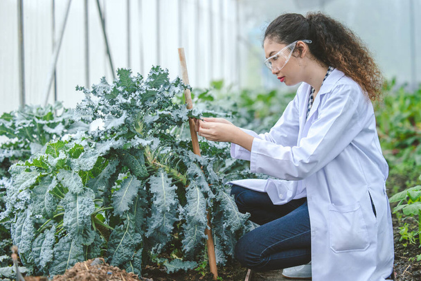 Agriculture Entomology pest insects research science working people, Plant scientist smart woman work in farm garden glasshouse. - Foto, imagen
