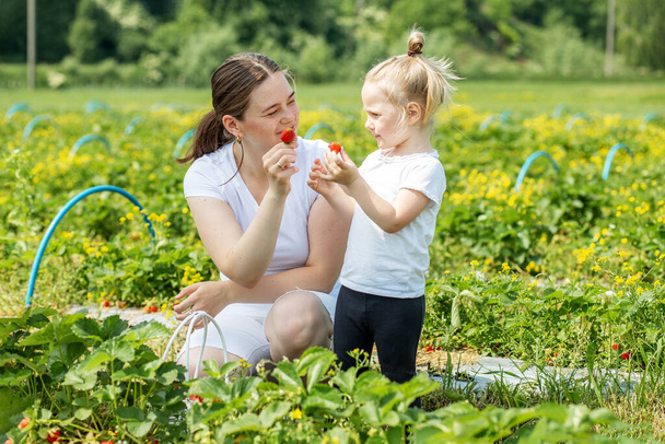 Mamma e piccolino che raccolgono fragole in una fattoria autoraccolta. Concetto di raccolta. "Scegli la tua fattoria". Coltivazione sana ed ecologica. - Foto, immagini