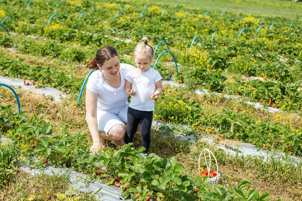 Madre e hijo recogiendo fresas en una granja. Concepto de cosecha. Recoge tu propia granja. Cultivo saludable y respetuoso con el medio ambiente. - Foto, imagen