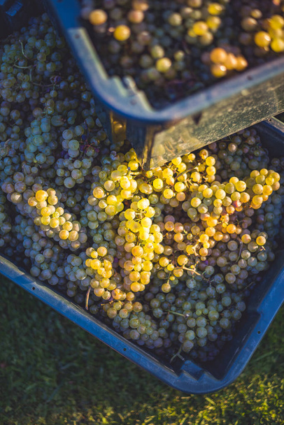 Zelené vinné hrozny. Hrozny pro výrobu vína v resekční bedně. Podrobný pohled na hroznovou révu v vinici na podzim, Maďarsko - Fotografie, Obrázek