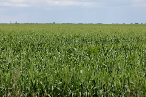 A green wheat field in Moldova - Foto, Bild