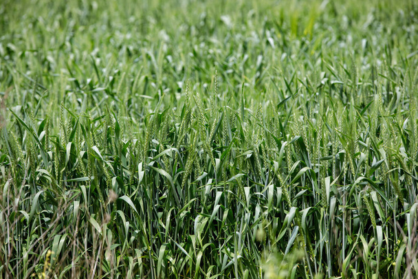 A green wheat field in Moldova - Foto, afbeelding