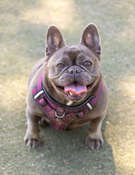16-Months-Old Lilac Tan Male Frenchie Sitting and Looking Up. Off-leash dog park in Northern California. - Foto, immagini