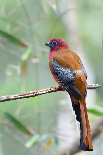 kleurrijke rode kop bruine vleugel en vlek vleugels vogel rustig zittend op oude stok, roodharige trogon mannetje - Foto, afbeelding