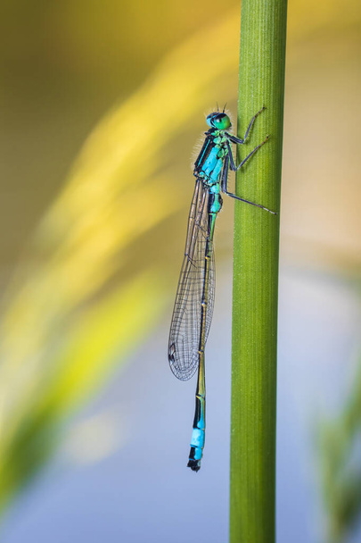Közönséges kék lepke, enallagma cyathigerum rovar pihentető fű szár. Makroállati háttér  - Fotó, kép