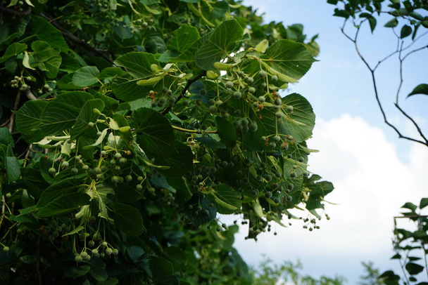 The Tilia tree blooms in June. Tilia, linden, basswood, lime trees, is a genus of species of trees or bushes, in the family Tiliaceae. Berlin, Germany  - Photo, Image