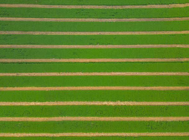 Cuidando la cosecha. Vista aérea de una enorme tierra de cultivo. Campos de trigo verde desde la vista de un pájaro, incluso carriles de carretera destinados a un tractor. Patrones abstractos en tierras de cultivo. Líneas rectas. Contexto - Foto, imagen