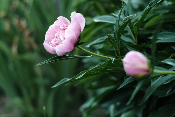 Brousse de pivoine. Deux fleurs de pivoine, l'une plus petite que l'autre. Fleurs pivoines roses gros plan sur un fond vert foncé flou. - Photo, image