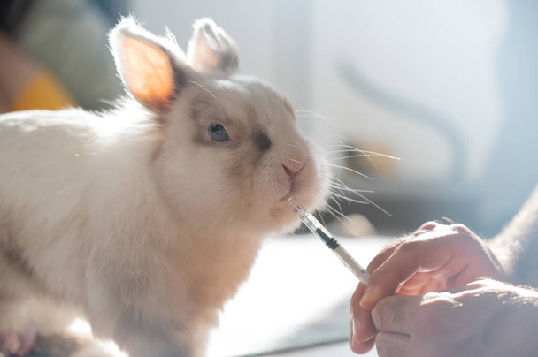 A man gives a rabbit medicine from a syringe. Bunny drinks from a syringe - 写真・画像