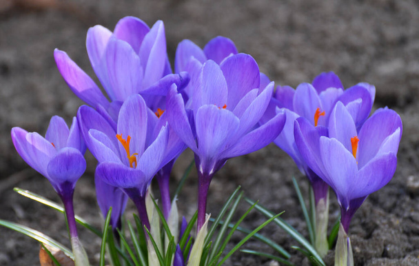 En la naturaleza, los cultivos de jardín florecen en el macizo de flores en primavera  - Foto, Imagen