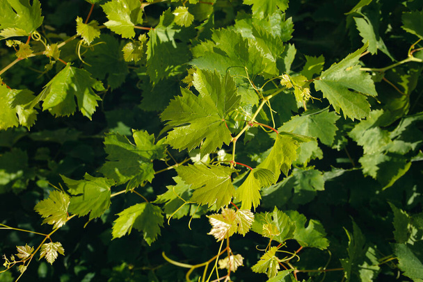 виноградна лоза з молодим листям і пагонами
 - Фото, зображення