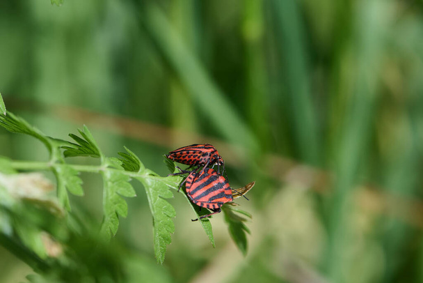 macro of two italian striped bugs against green background on a plant part - Photo, Image