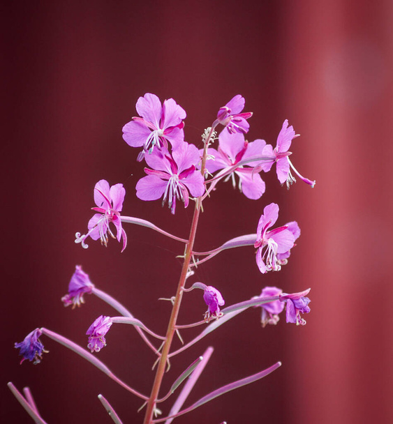 Close up of pink flowering plant against red background  - Foto, Imagem