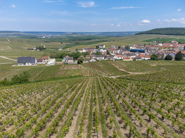Panoramic aerial view on green grand cru champagne vineyards and houses of village Cramant, Cotes des Blancs, Champange, France - Fotó, kép