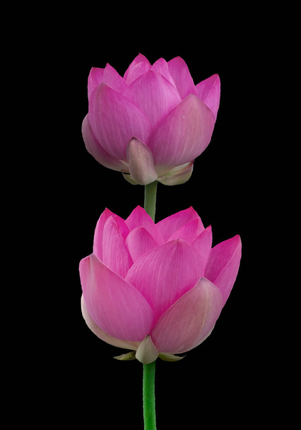 Blooming pink lotus flower or Nelumbo nucifera isolated on white background. Known as Indian lotus, sacred lotus in Hinduism and Buddhism. - Фото, зображення