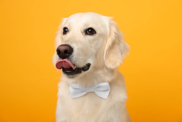 Cute Labrador Retriever dog with bow tie on yellow background - Фото, изображение