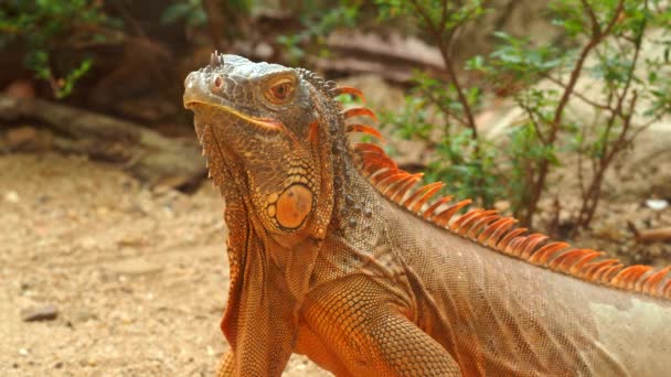 Iguana ligt op de grond, buiten Chiangmai Thailand - Video