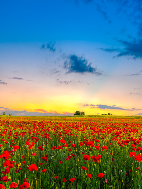 Poppies field at sunset - Photo, Image