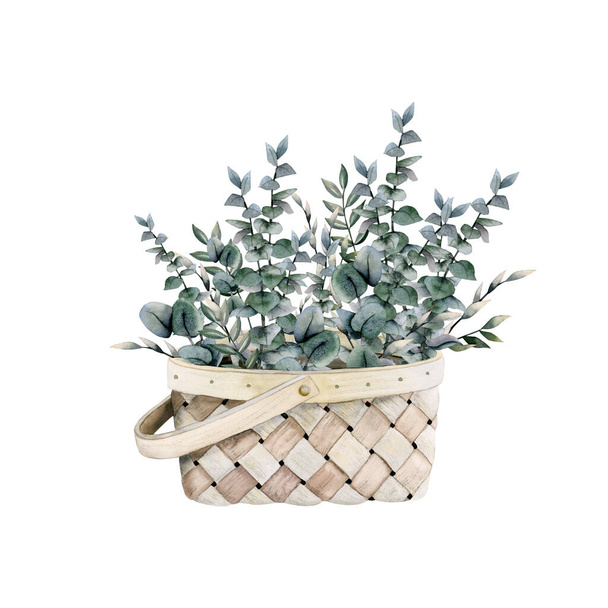 Dried watercolor eucalyptus branches and leaves in wooden basket on white background. Hand drawn eco decor illustration. - Fotografie, Obrázek