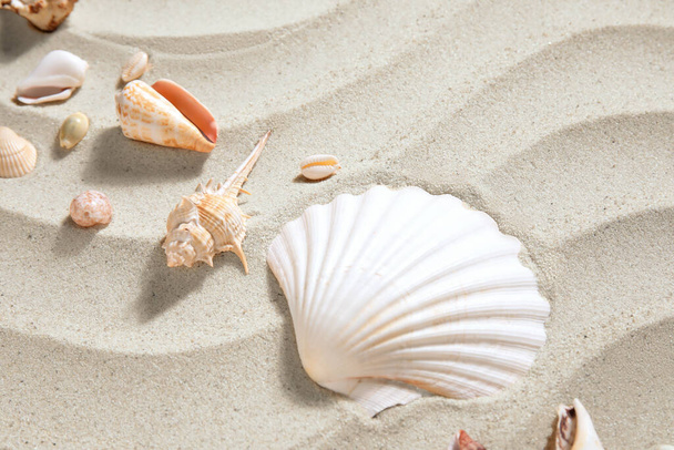 Diferentes belas conchas na areia - Foto, Imagem