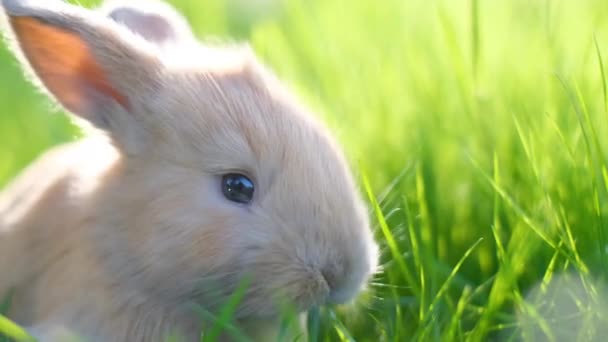 Un petit lapin orange broute sur une pelouse verte. Gros plan - Séquence, vidéo