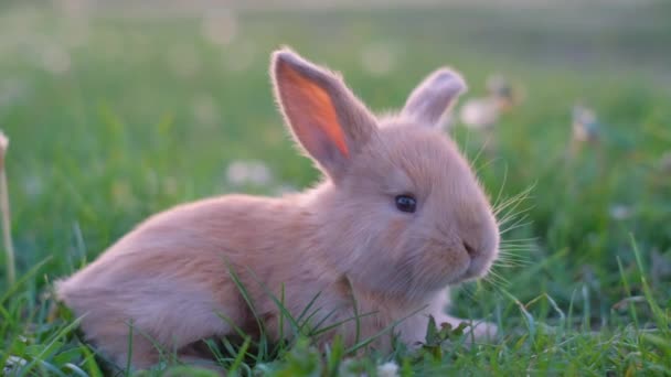 芝生の上に緑の芝生の上に座ってかわいいオレンジ色のふわふわのウサギのクローズアップ肖像画. - 映像、動画
