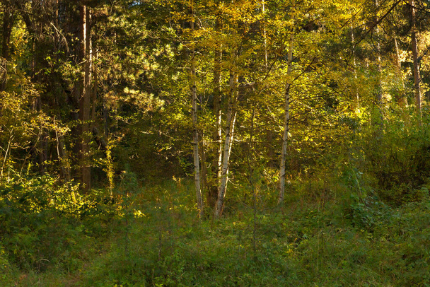 Nature fond de forêt avec des feuilles d'automne colorées jaune vif et vert sur les arbres - Photo, image