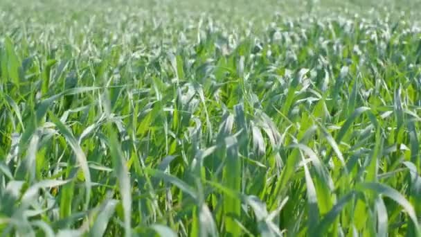 A close-up of a wheat field, growing grain crops. Cultivation of fresh green rye plants. Grain for agriculture, cover crops, fodder crops. - Footage, Video
