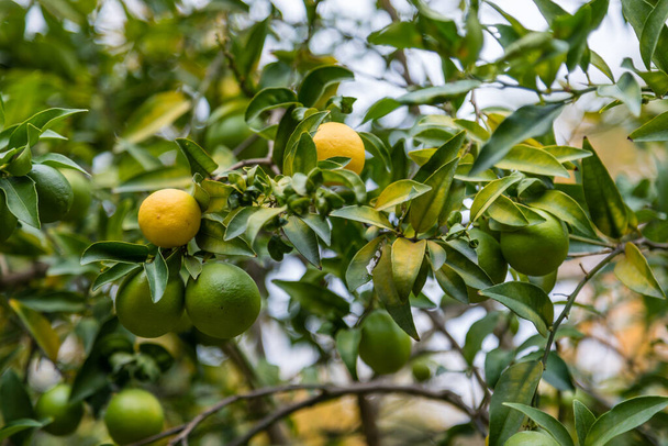 Limequat on the branch of the tree - Photo, image