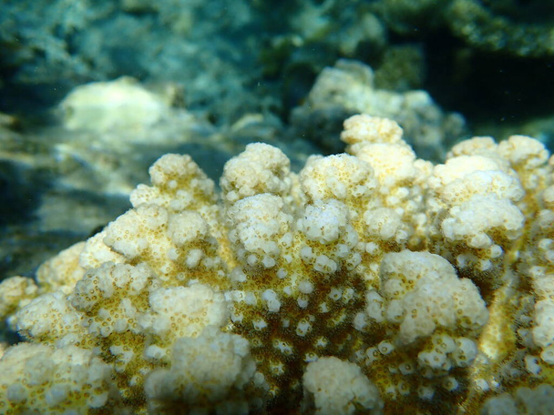 石のサンゴのラップサンゴ、またはカリフラワーサンゴ、ツマミの角を持つサンゴ(Pocilpora verrucosa)海底、紅海、エジプト、シャームエルシェイク、ナベク湾 - 写真・画像